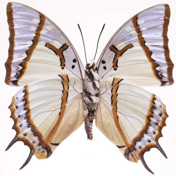butterfly 1317 (5.0Х5.0)